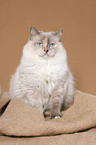 sitting Ragdoll