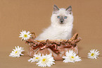 ragdoll kitten in basket