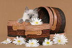 ragdoll kitten in basket