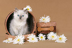 ragdoll kitten in basket