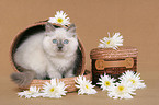 ragdoll kitten in basket