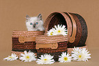 ragdoll kitten in basket