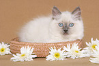 ragdoll kitten in basket