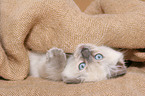 ragdoll kitten under blanket