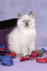 sitting ragdoll kitten