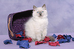 sitting ragdoll kitten