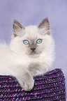 lying ragdoll kitten