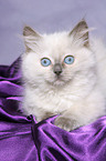 lying ragdoll kitten