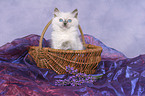 ragdoll kitten in basket