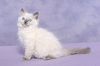 sitting ragdoll kitten