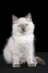 sitting ragdoll kitten