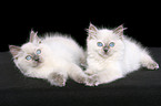 2 ragdoll kitten