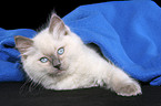 ragdoll kitten under blanket