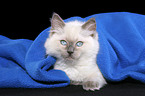 ragdoll kitten under blanket