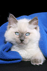 cute ragdoll kitten under blanket