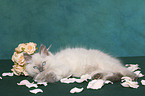 lying ragdoll kitten