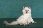 sitting ragdoll kitten