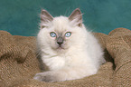 lying ragdoll kitten