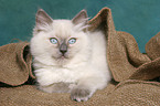 lying ragdoll kitten