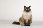 sitting Ragdoll