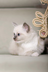 Ragdoll kitten