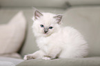 Ragdoll kitten