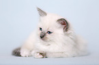 Ragdoll kitten