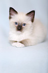 Ragdoll kitten