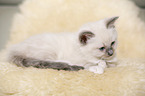 Ragdoll kitten