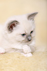 Ragdoll kitten