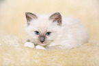 Ragdoll kitten