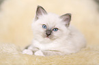 Ragdoll kitten