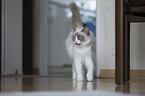 walking Ragdoll