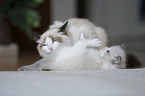 Ragdoll with kitten