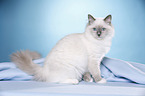 sitting Ragdoll