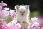 Ragdoll Kitten