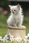 Ragdoll Kitten