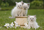 3 Ragdoll Kitten