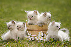 5 Ragdoll Kitten