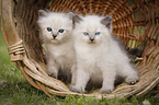 2 Ragdoll Kitten