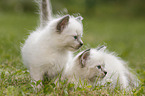 2 Ragdoll Kitten