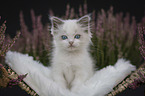 Ragdoll kitten in the heather