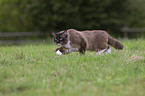 running Ragdoll