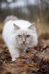 Ragdoll in the autumn