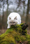 Ragdoll in the autumn