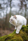 Ragdoll in the autumn