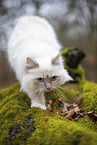 Ragdoll in the autumn