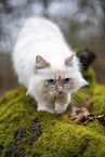 Ragdoll in the autumn