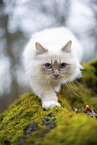 Ragdoll in the autumn