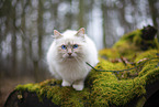 Ragdoll in the autumn